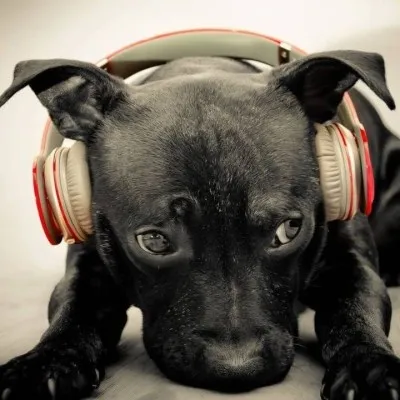 GigaIRC Paradise Radio