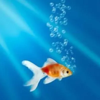 Live streaming Radio Arrecife