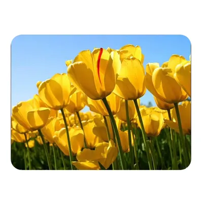 Live streaming Antena 9