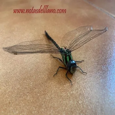 Live streaming Radio Notas del Llano